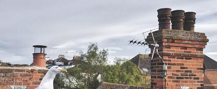 Chimney Cleaning And Restoration in Cary, North Carolina